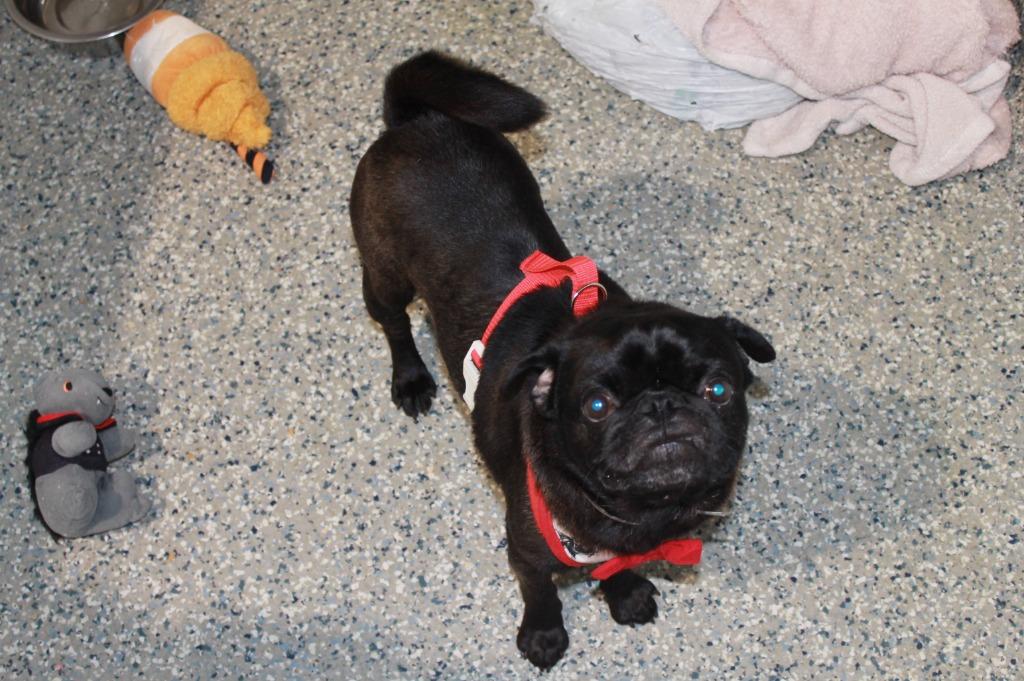 Mazi, a Adoptable Pug in Gardena, CA image 4/6