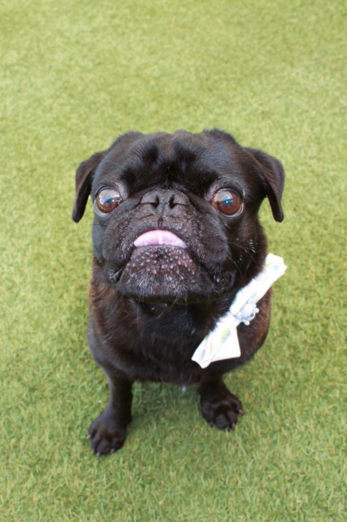 Mazi, a Adoptable Pug in Gardena, CA image 5/6
