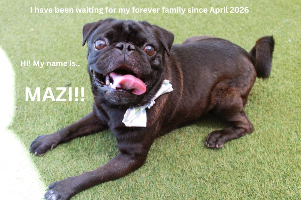 Mazi, a Adoptable Pug in Gardena, CA image 6/6
