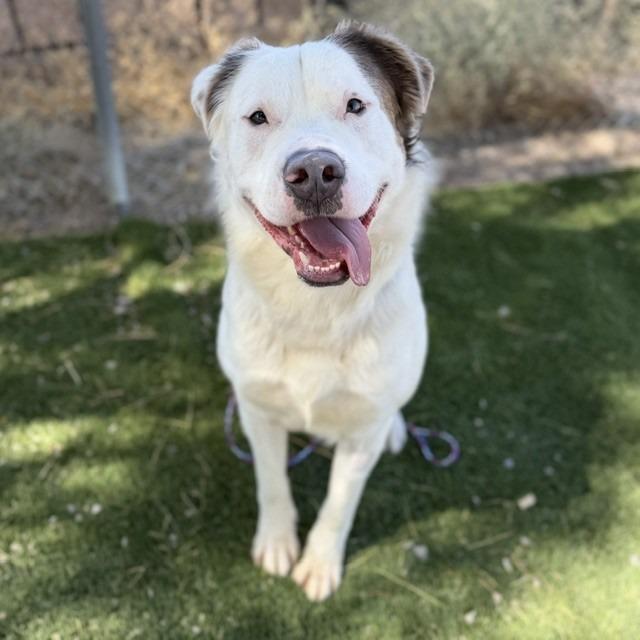Bear, a Adoptable mixed breed in Bullhead City, AZ image 1/4