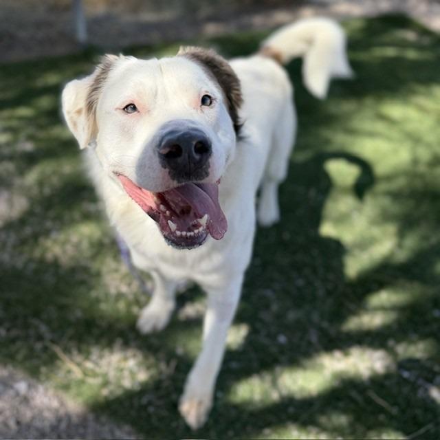 Bear, a Adoptable mixed breed in Bullhead City, AZ image 2/4