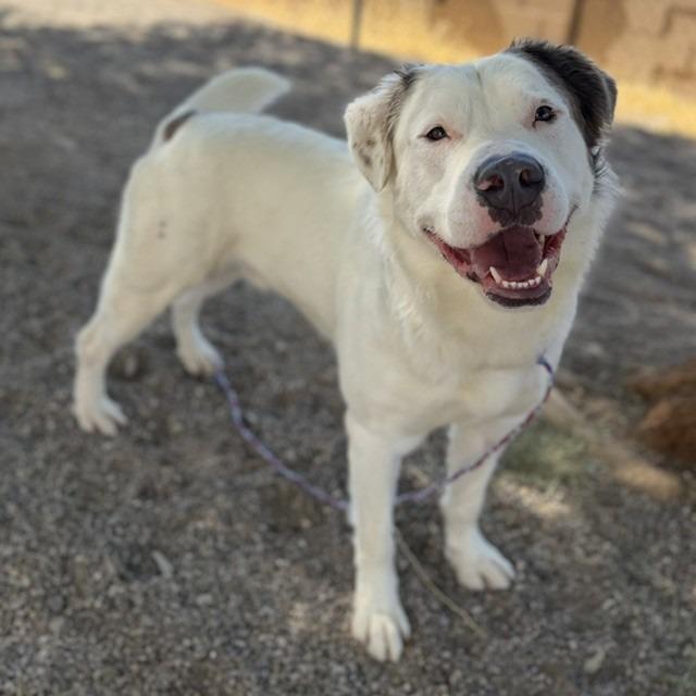 Bear, a Adoptable mixed breed in Bullhead City, AZ image 3/4