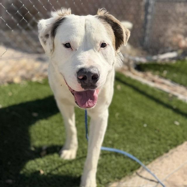 Bear, Adoptable, Adult Male Pit Bull Terrier & Mixed Breed.