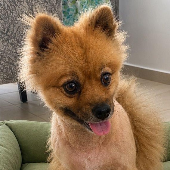 BOB (out of town), adopted, Young Male Pomeranian & Mixed Breed.