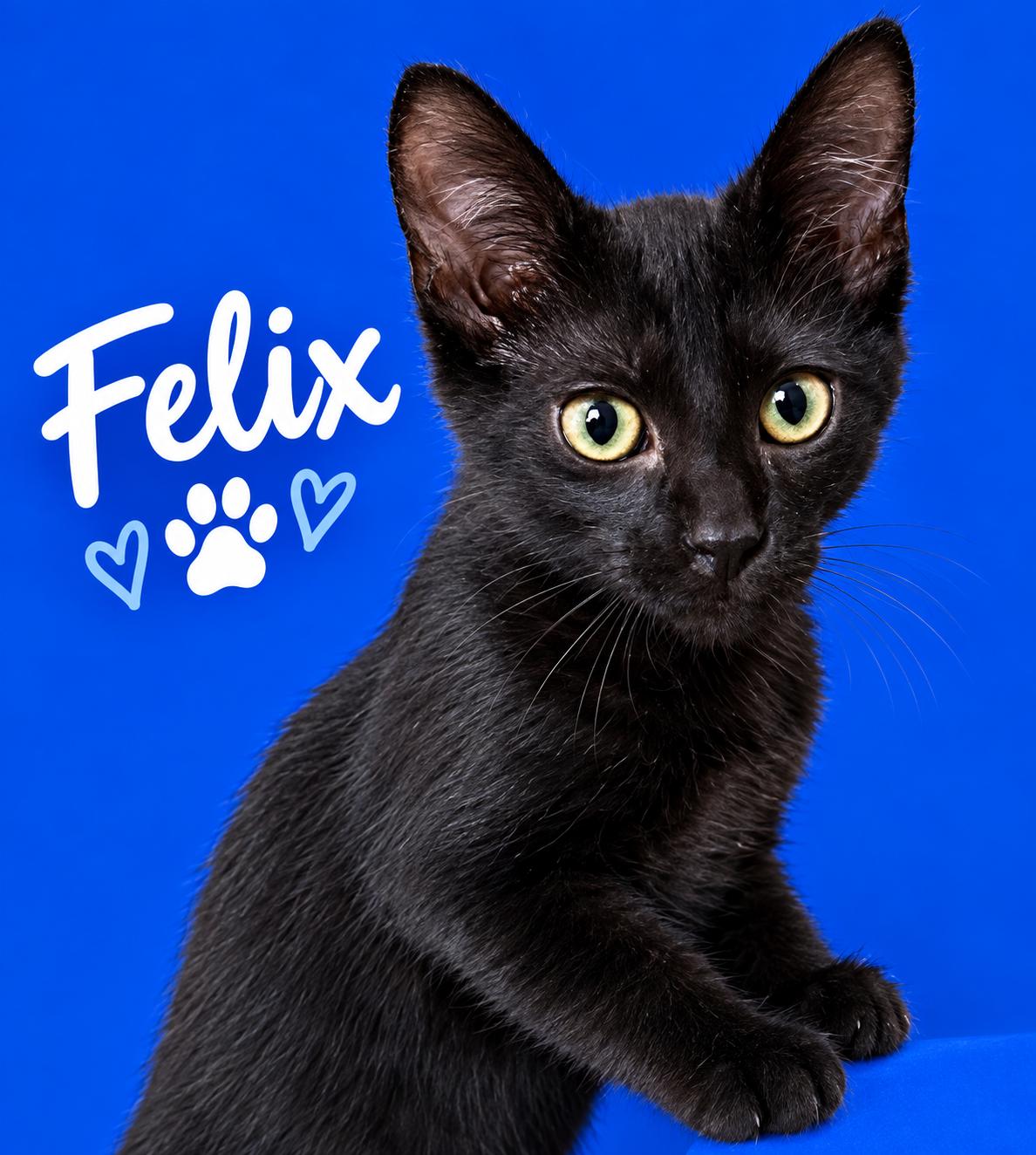 Felix, Adoptable, Kitten Male Bombay & Domestic Short Hair.