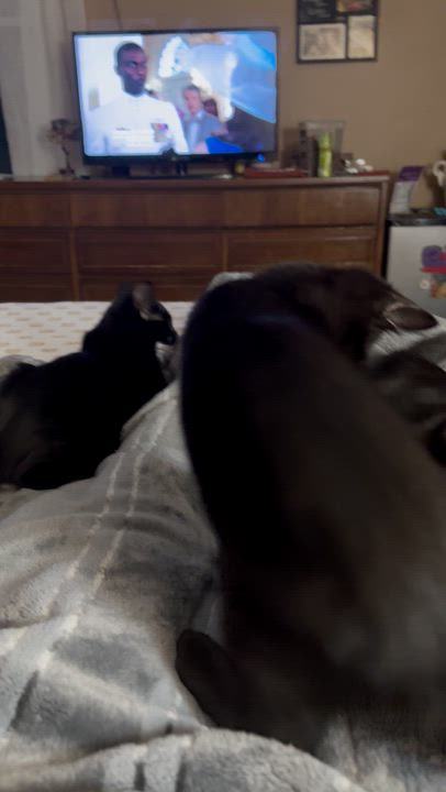 Enlarge Felix, a Adoptable mixed breed in Livonia, MI video 4/6