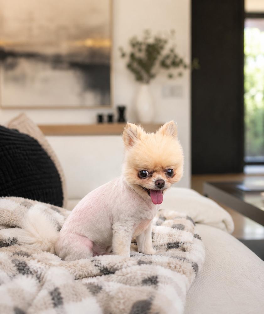 Sushi, Adopted, Adult Female Pomeranian.
