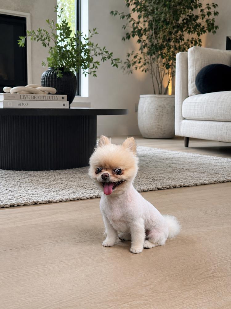 Enlarge Sushi, a Adopted Pomeranian in Oakland, MI image 2/3