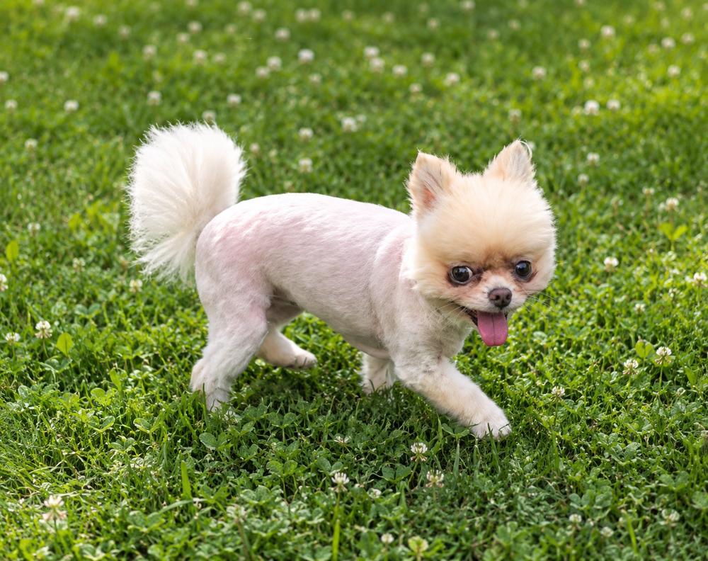 Enlarge Sushi, a Adopted Pomeranian in Oakland, MI image 3/3