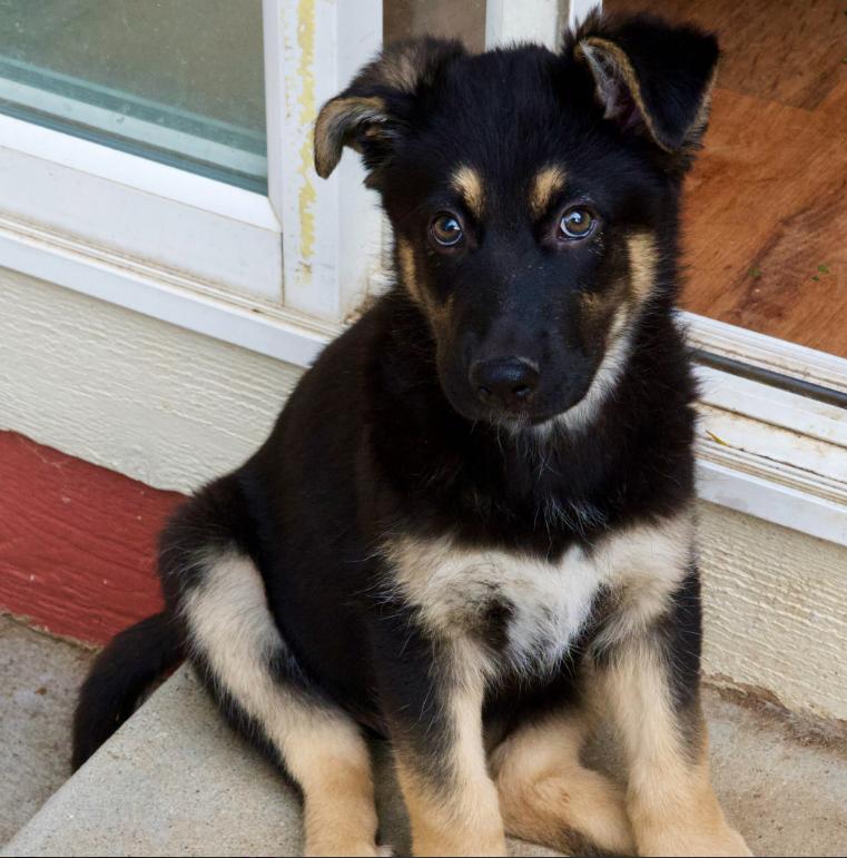 Tigger, adopted, Puppy Male German Shepherd Dog & Border Collie.