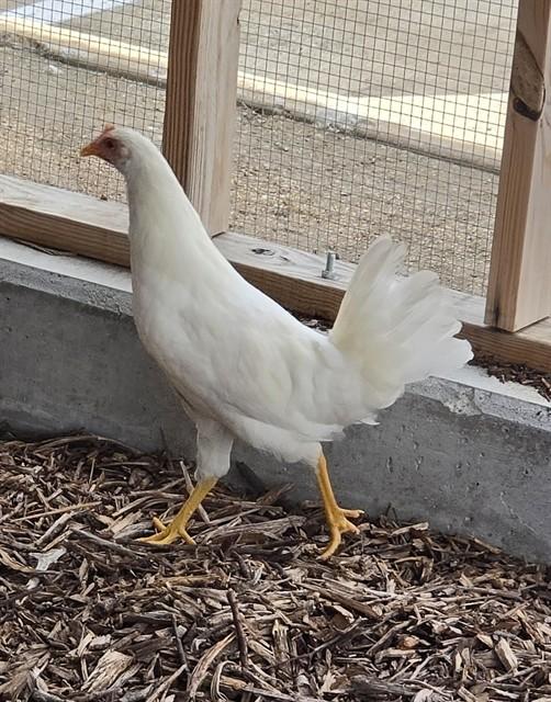 Chicken Little A218402, adopted, Baby Female Chicken.