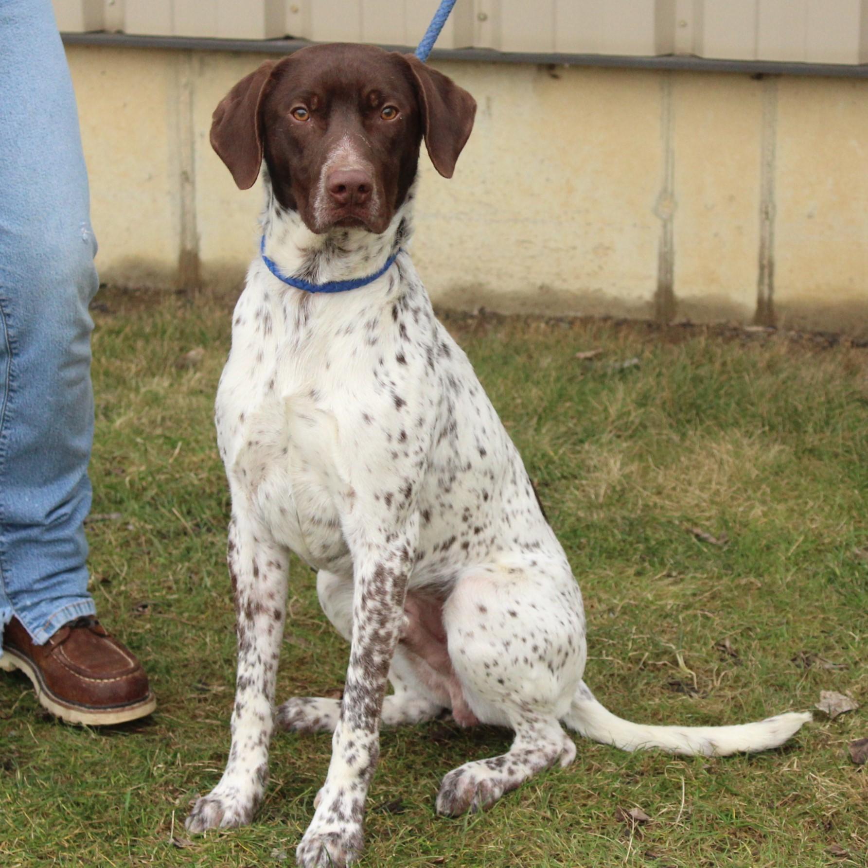 Chip, an adopted German Shorthaired Pointer in Eaton, OH image 3/5