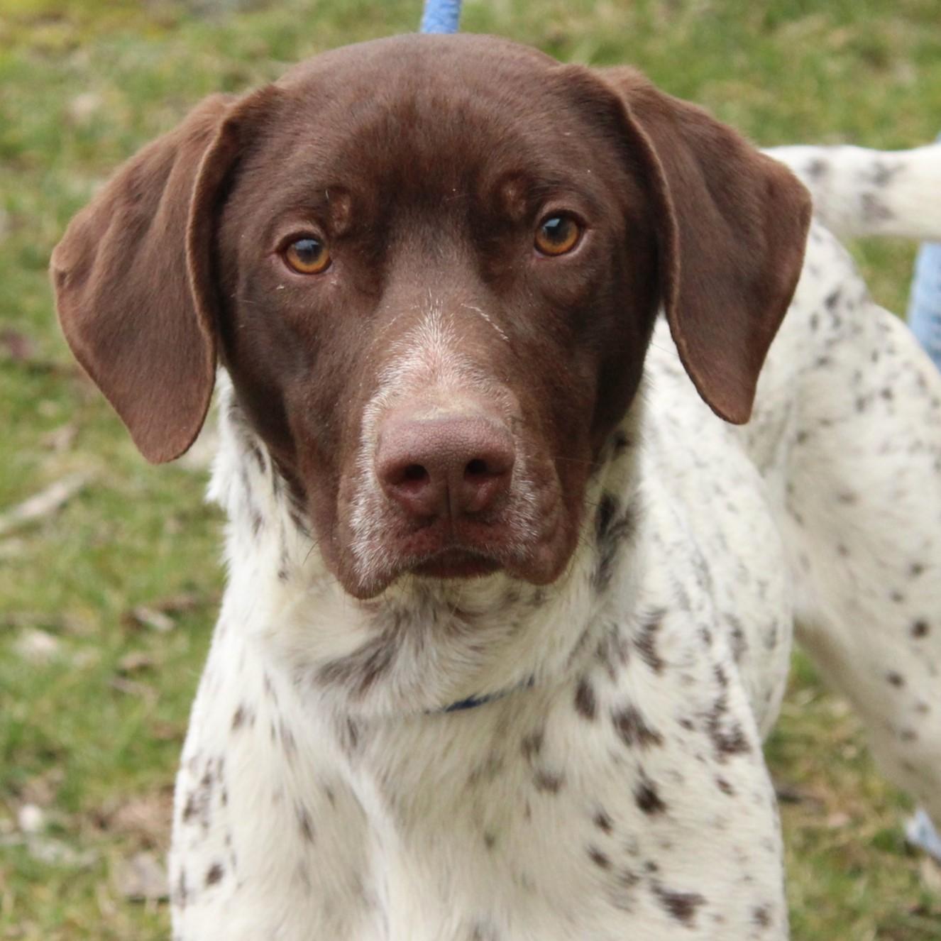 Chip, an adopted German Shorthaired Pointer in Eaton, OH image 1/5