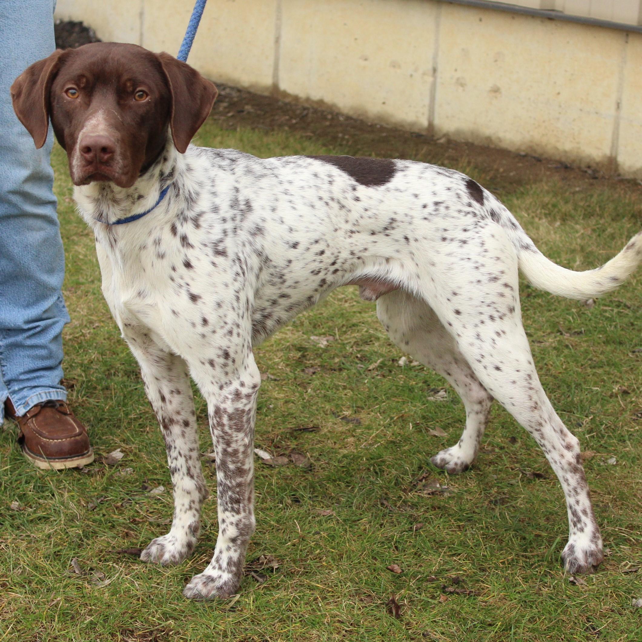Chip, an adopted German Shorthaired Pointer in Eaton, OH image 4/5
