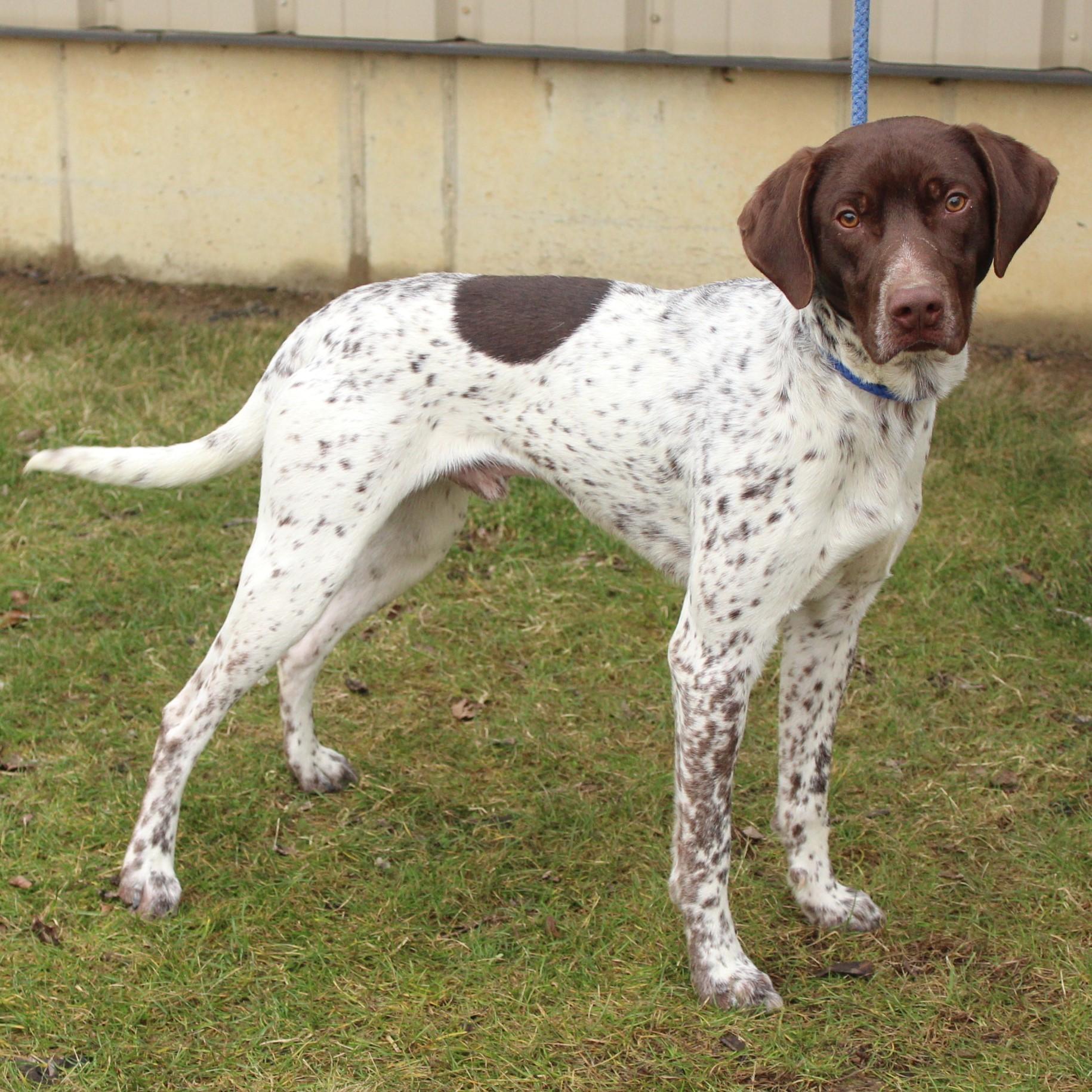Chip, an adopted German Shorthaired Pointer in Eaton, OH image 2/5