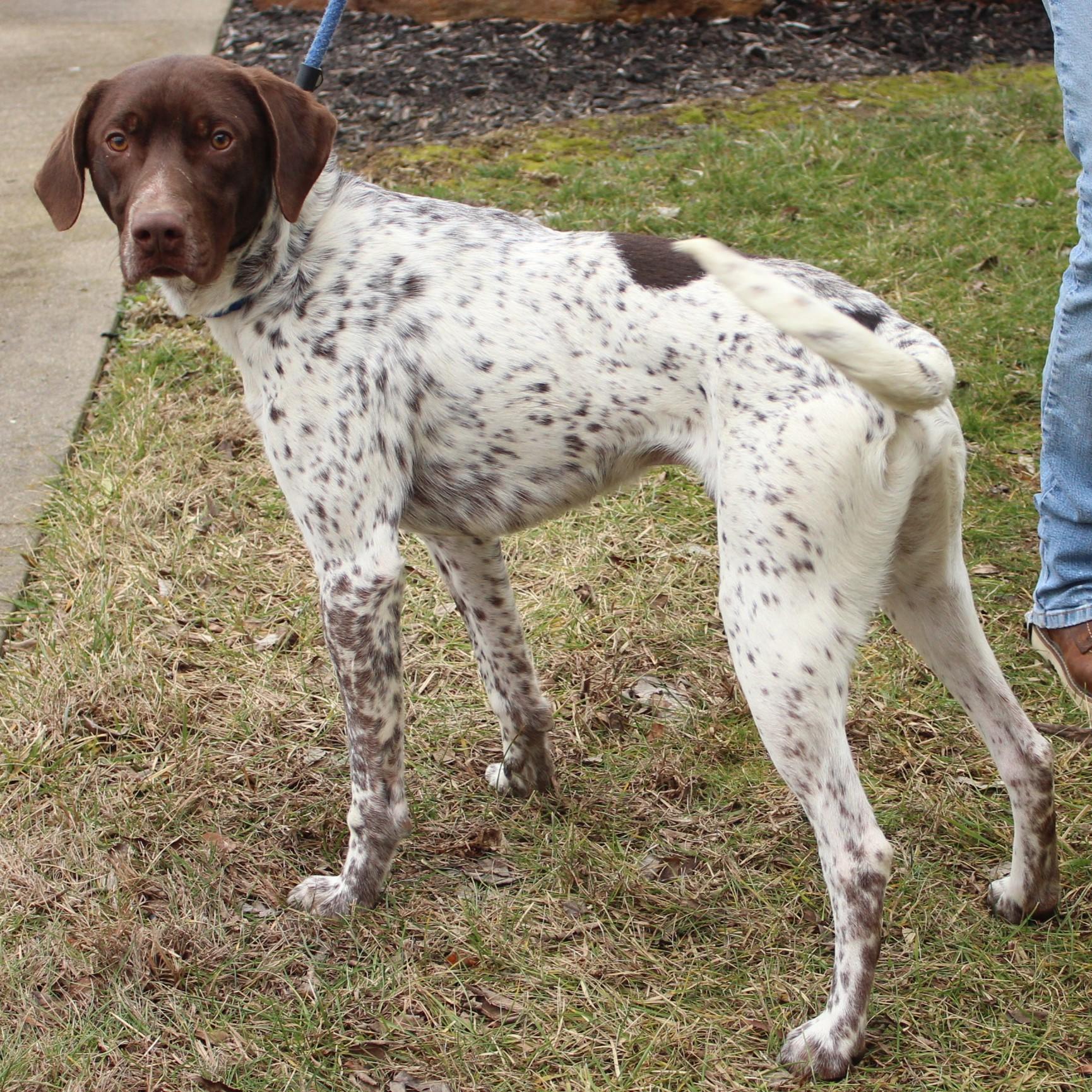 Chip, an adopted German Shorthaired Pointer in Eaton, OH image 5/5