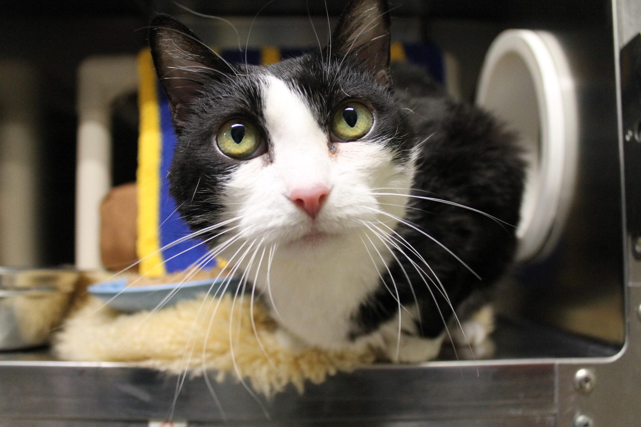 Enlarge Phoebe, an adopted Domestic Short Hair in McCall, ID image 1/1