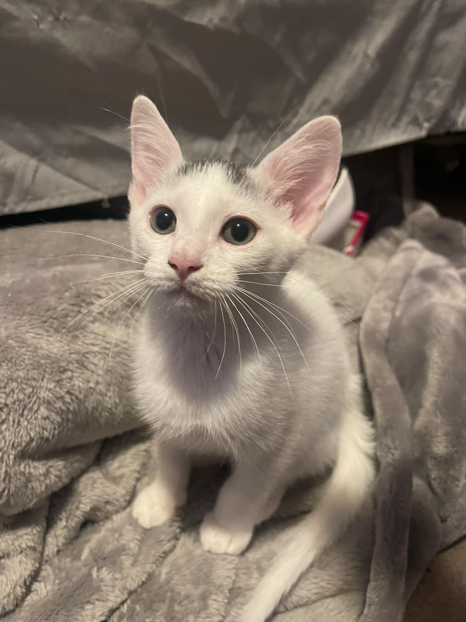 Cat for adoption Brody, a Domestic Short Hair in Rutherfordton, NC