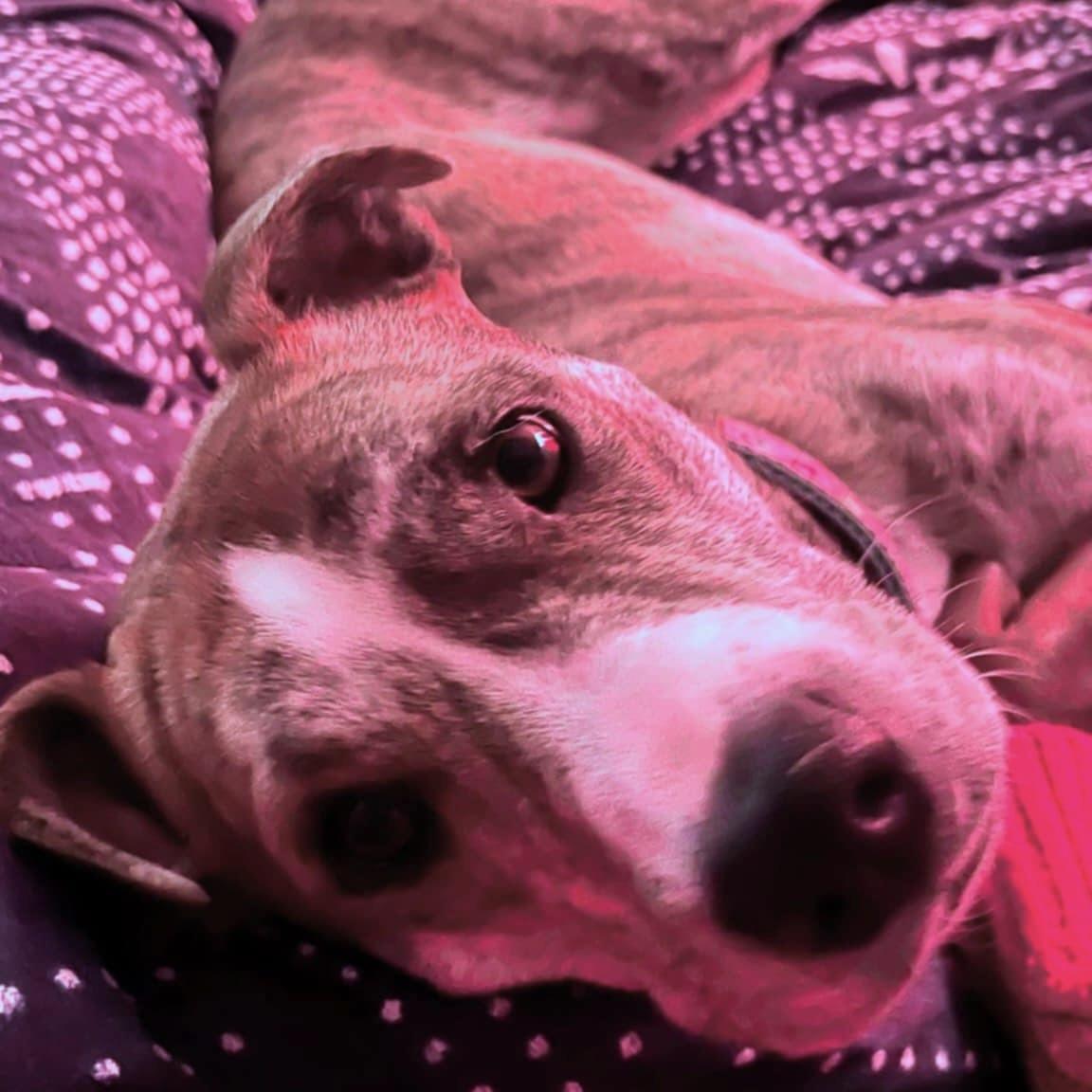 Lady Lucy (20250624-01)