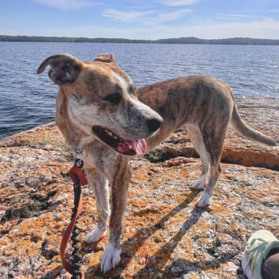 Lady Lucy (20250624-01) — thumbnail 3