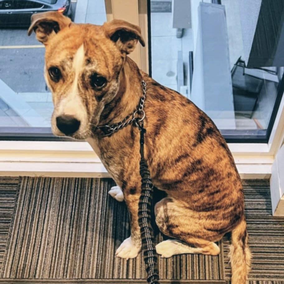 Lady Lucy (20250624-01)