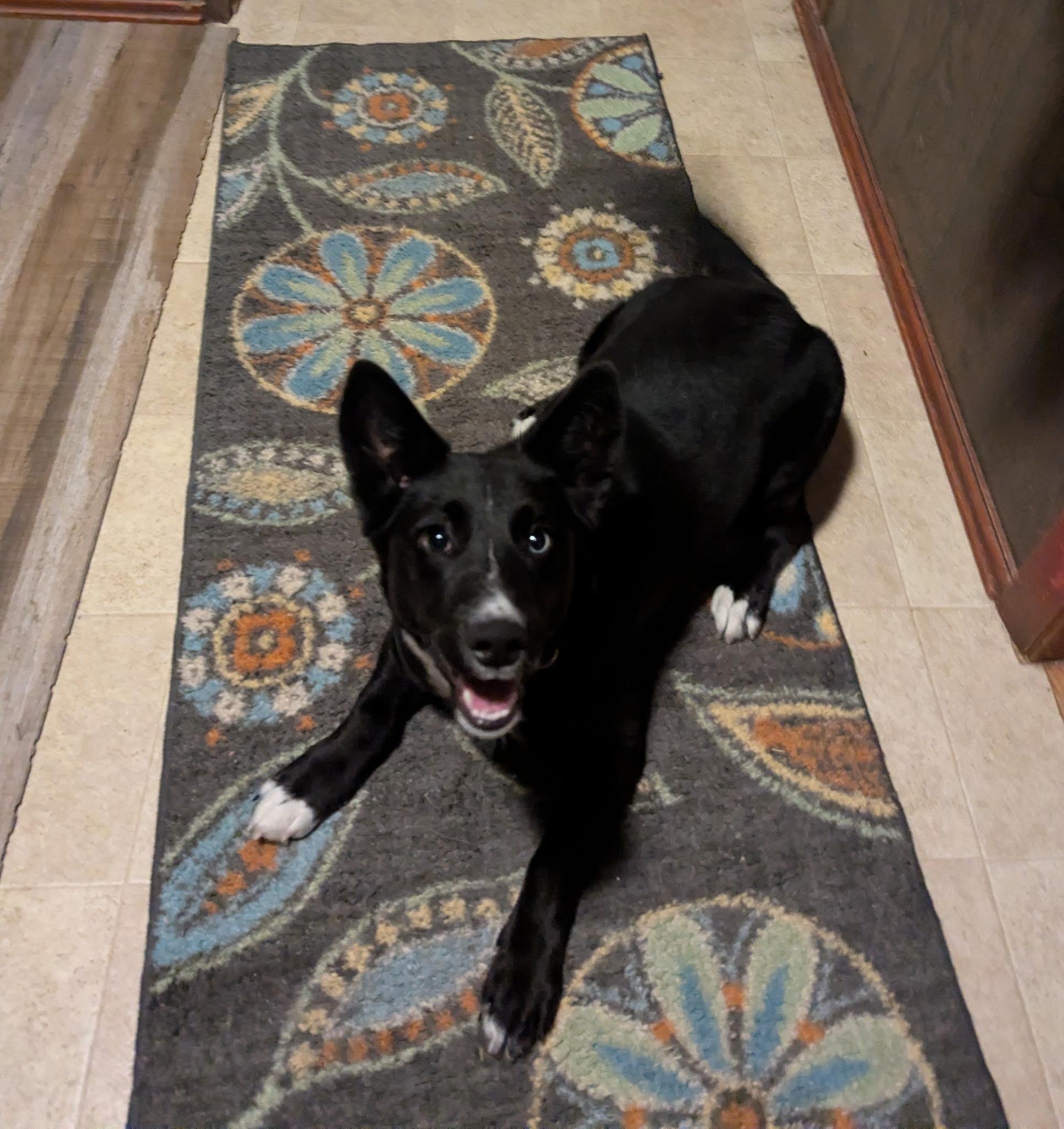 Enlarge Beans, a ADOPTABLE mixed breed in Valley City, OH image 1/3