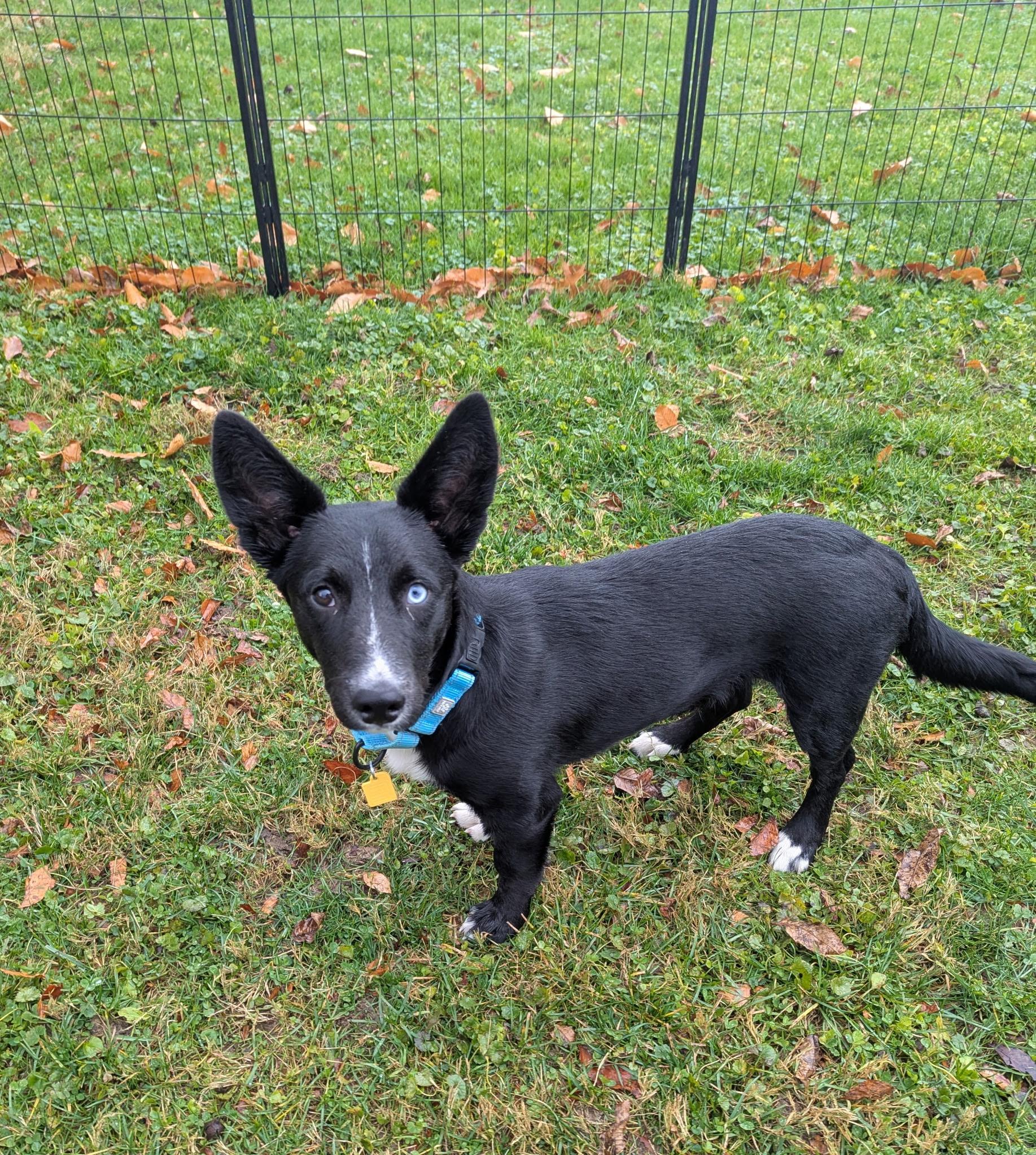Enlarge Beans, a ADOPTABLE mixed breed in Valley City, OH image 2/3