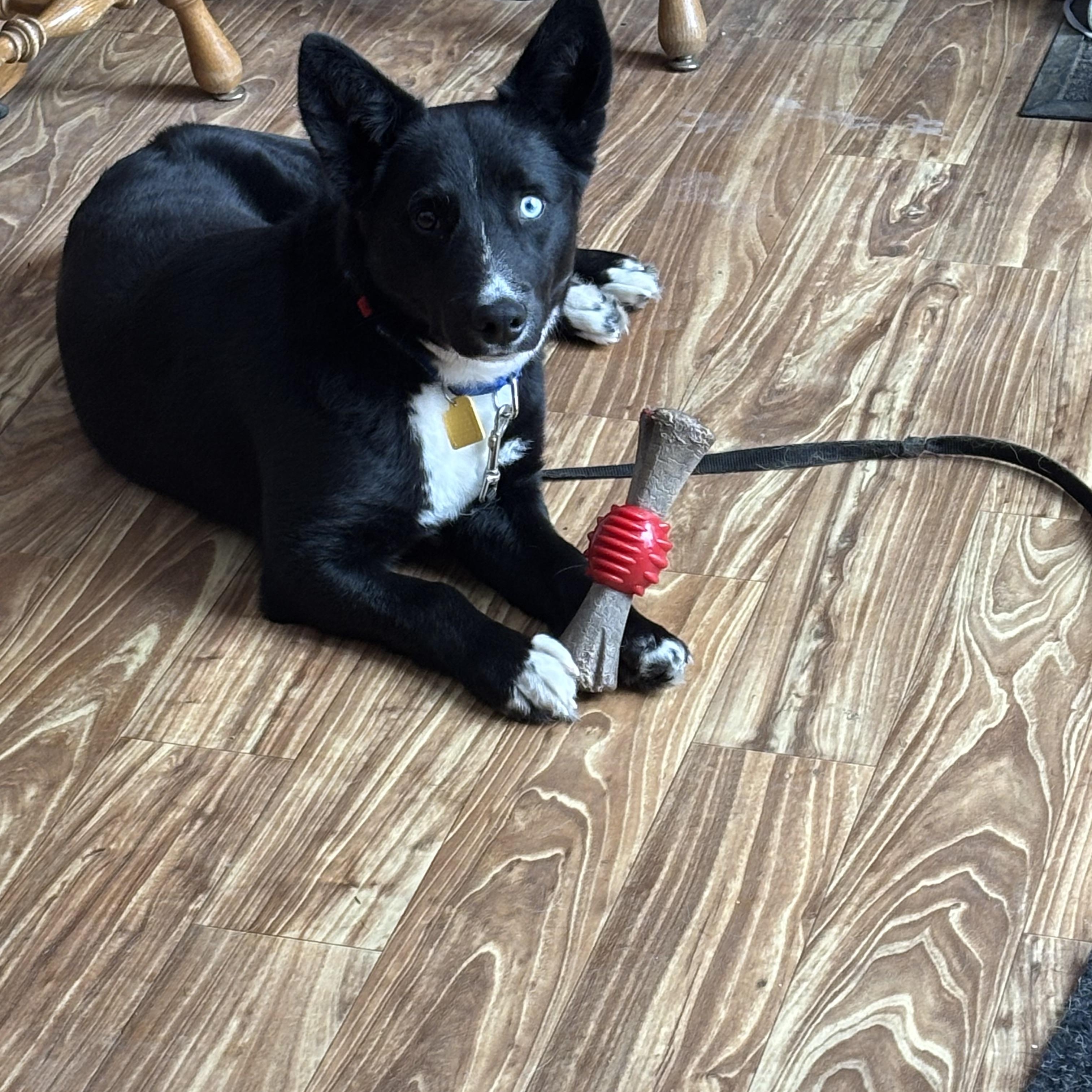 Enlarge Beans, a ADOPTABLE mixed breed in Valley City, OH image 3/3