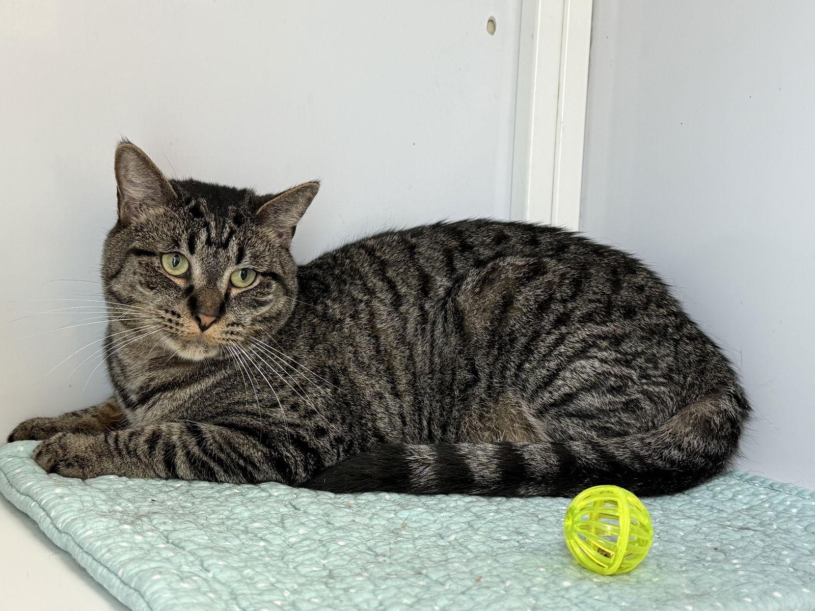 Enlarge Birdie, a Adoptable Tabby in Alexandria, VA image 1/2