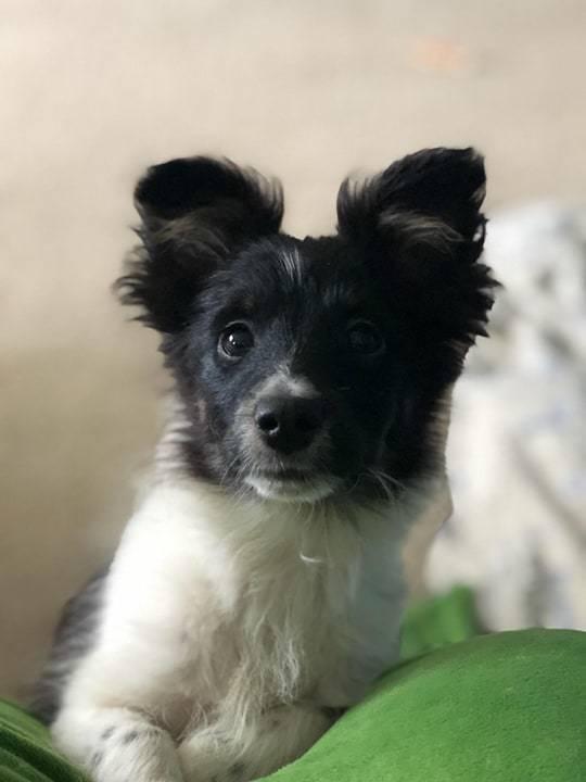 Dandy, Adopted, Puppy Male Shetland Sheepdog / Sheltie.
