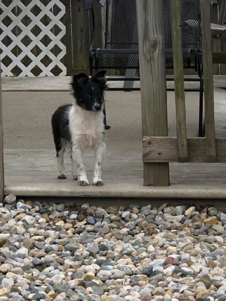 Dandy, a Adopted mixed breed in Waterloo, IN image 2/3