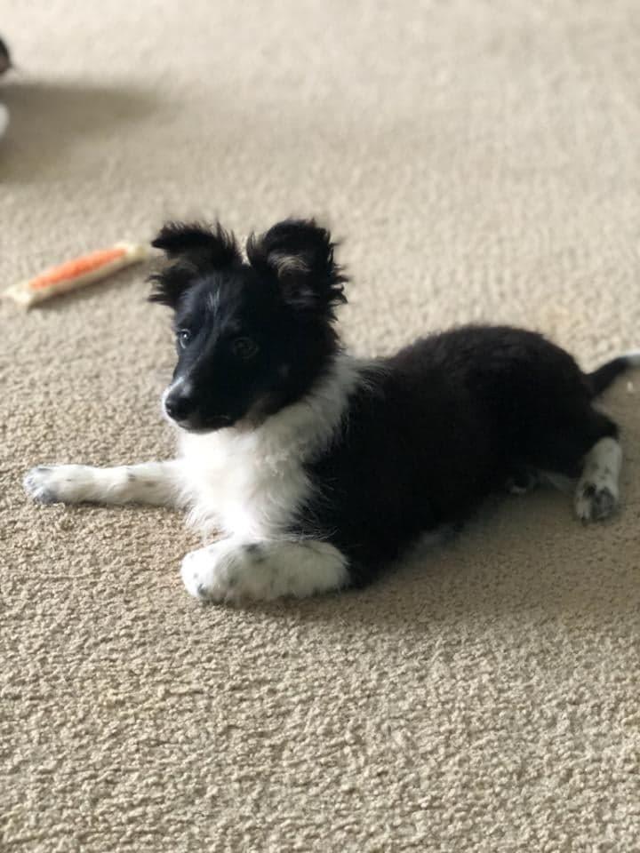 Dandy, a Adopted mixed breed in Waterloo, IN image 3/3