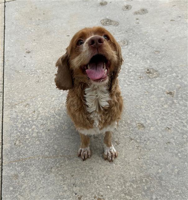 Enlarge TOMMY, a Adoptable mixed breed in Geneva, IL image 1/1