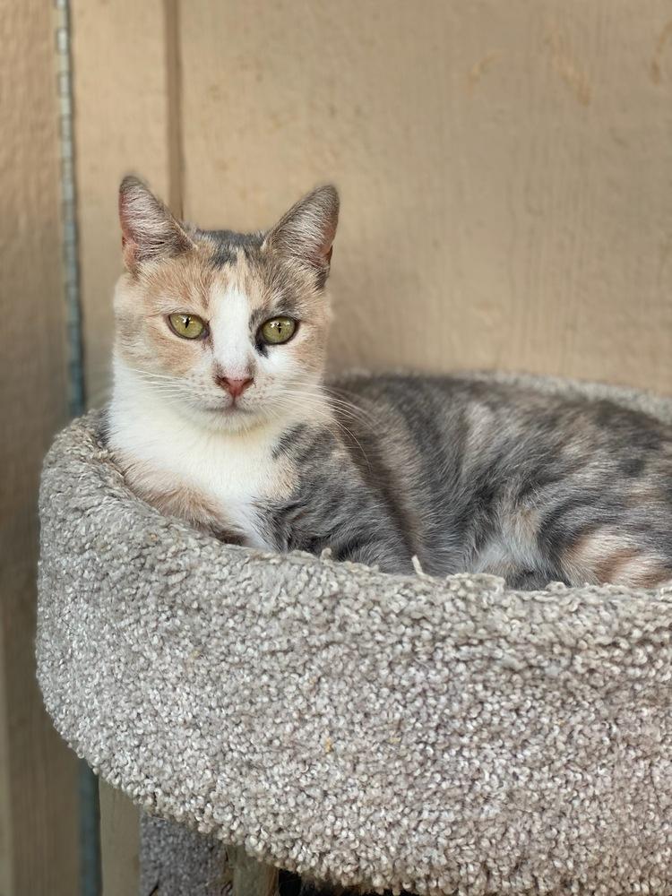 Keira, Adoptable, Adult Female Calico.