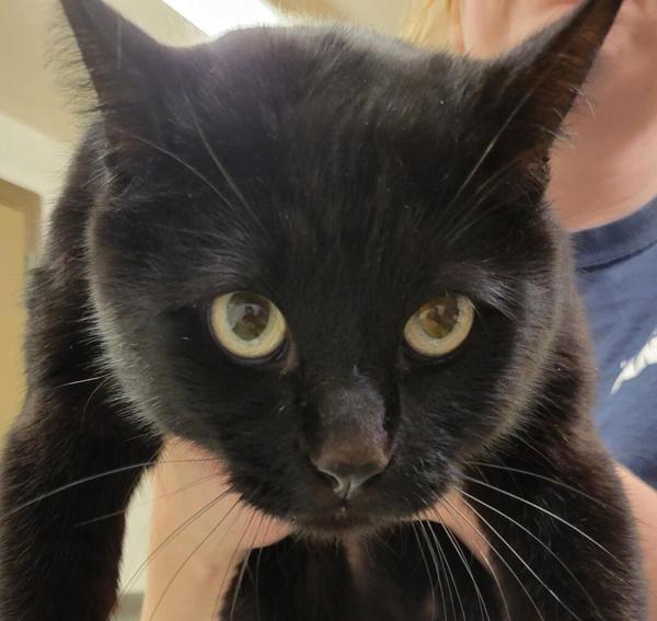 Sylvester 45634, a Adoptable mixed breed in Pocatello, ID image 1/3