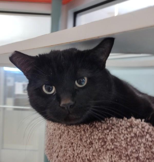 Sylvester 45634, a Adoptable mixed breed in Pocatello, ID image 2/3