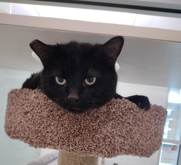 Sylvester 45634, a Adoptable mixed breed in Pocatello, ID image 3/3