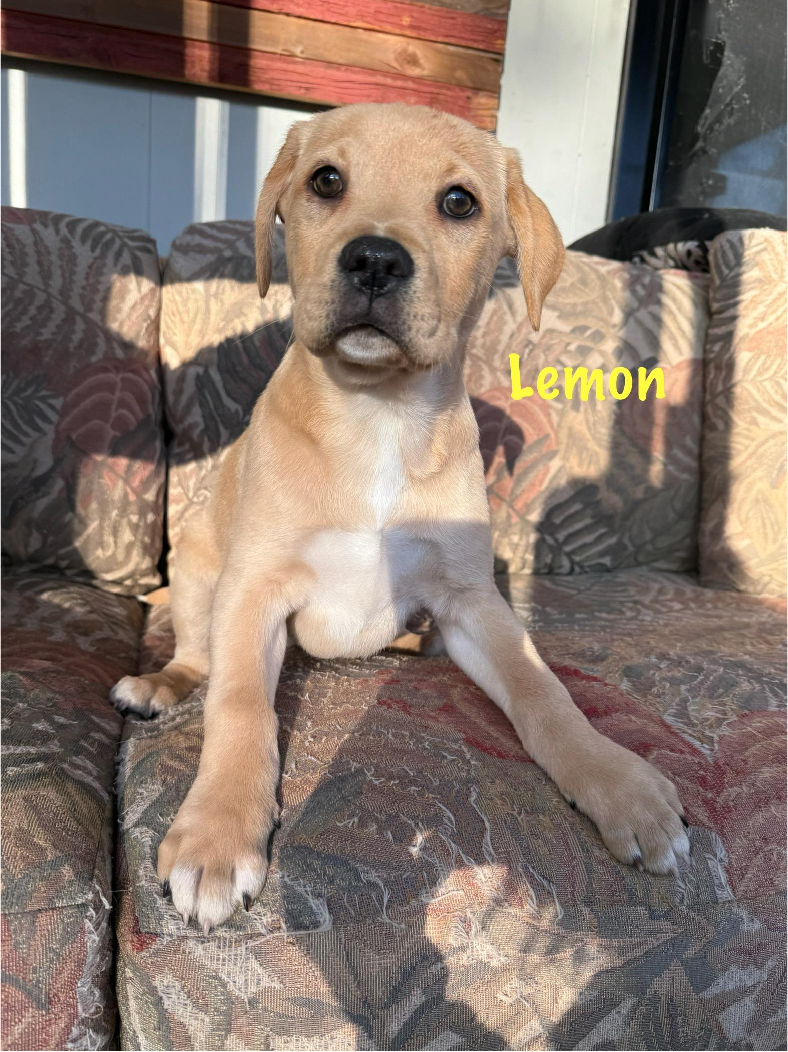 Enlarge Southern girls , a ADOPTABLE mixed breed in Succasunna, NJ image 2/4