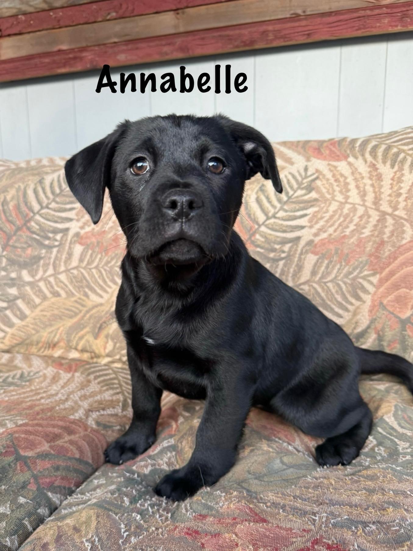 Enlarge Southern girls , a ADOPTABLE mixed breed in Succasunna, NJ image 4/4