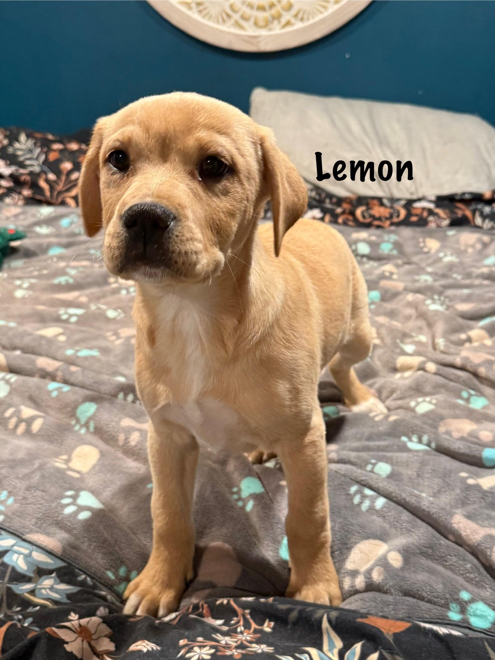 Enlarge Southern girls , a ADOPTABLE mixed breed in Succasunna, NJ image 3/4