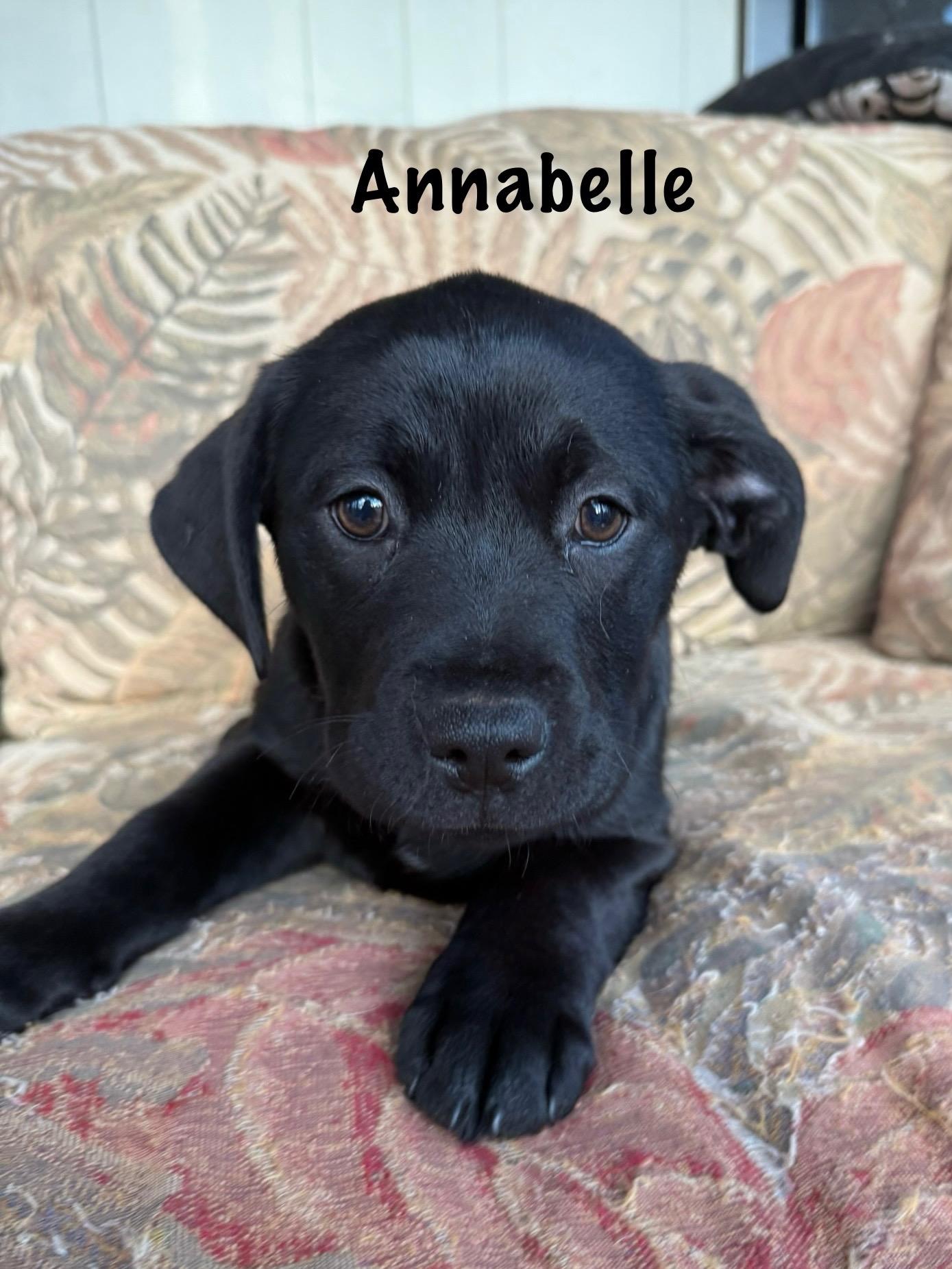 Southern girls , ADOPTABLE, Puppy Female Labrador Retriever.