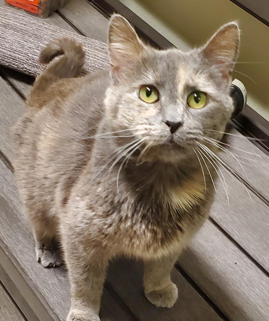 Enlarge LINA, a Adoptable mixed breed in Sandusky, OH image 1/1