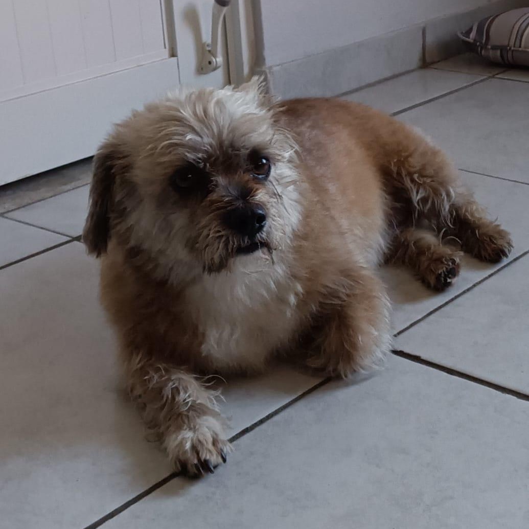 Enlarge TEDDY HOPE (out of town), a Adoptable mixed breed in New York, NY image 3/5