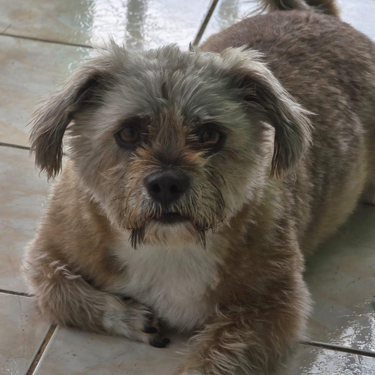 TEDDY HOPE (out of town), Adoptable, Adult Male Norfolk Terrier & Lhasa Apso.