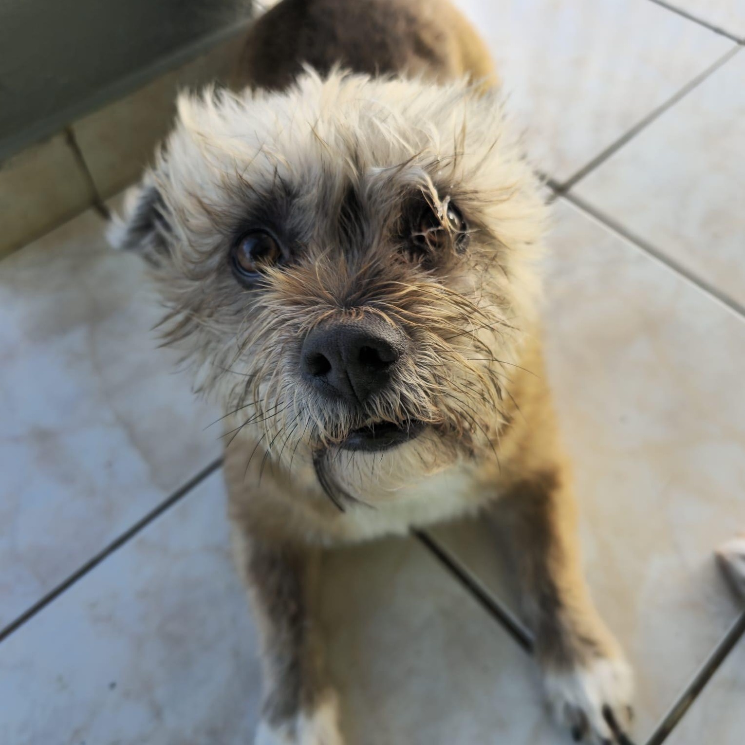 Enlarge TEDDY HOPE (out of town), a Adoptable mixed breed in New York, NY image 5/5