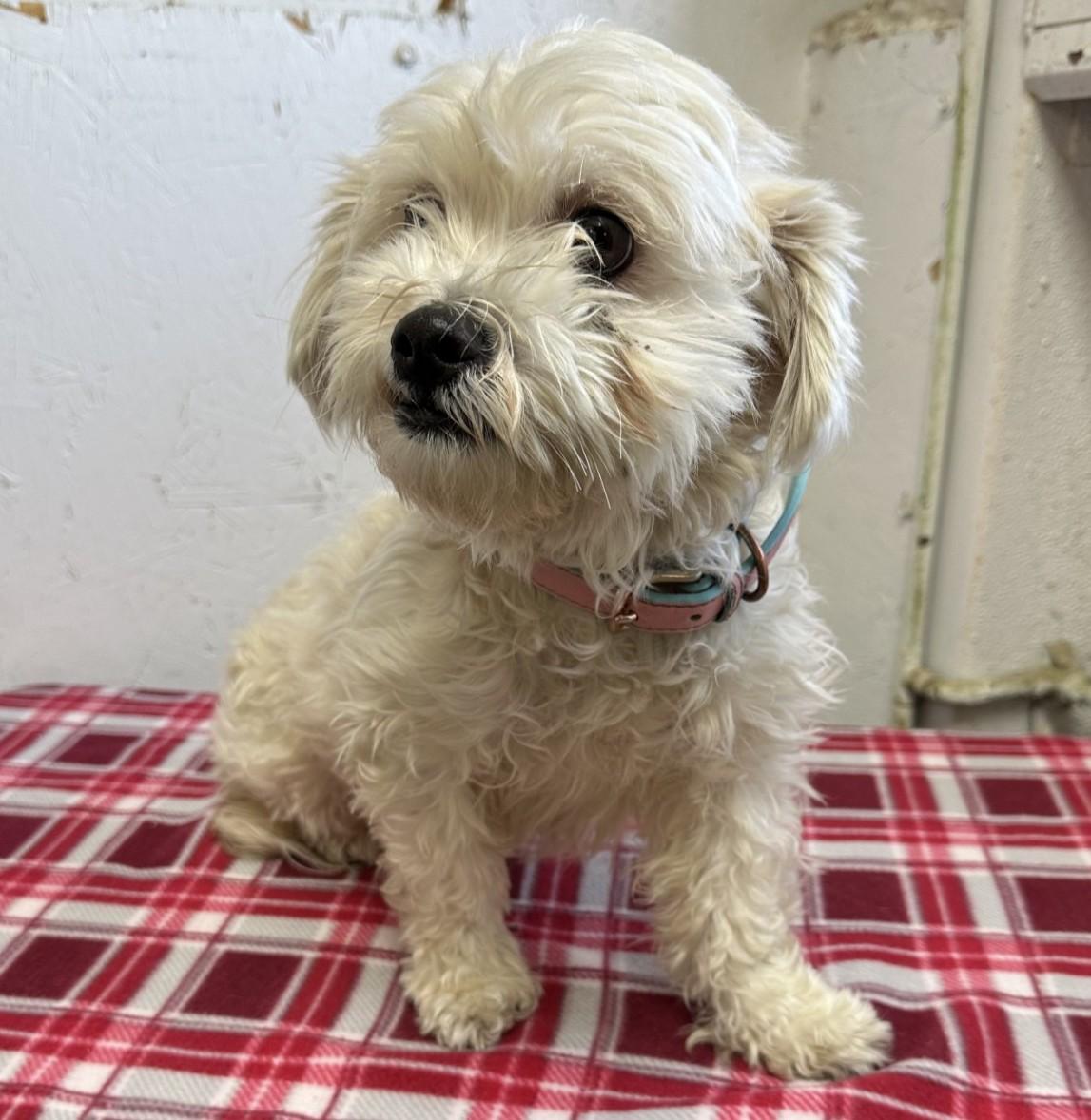 Cinnamon / 60132595, adopted, Adult Female Maltese & Miniature Poodle.