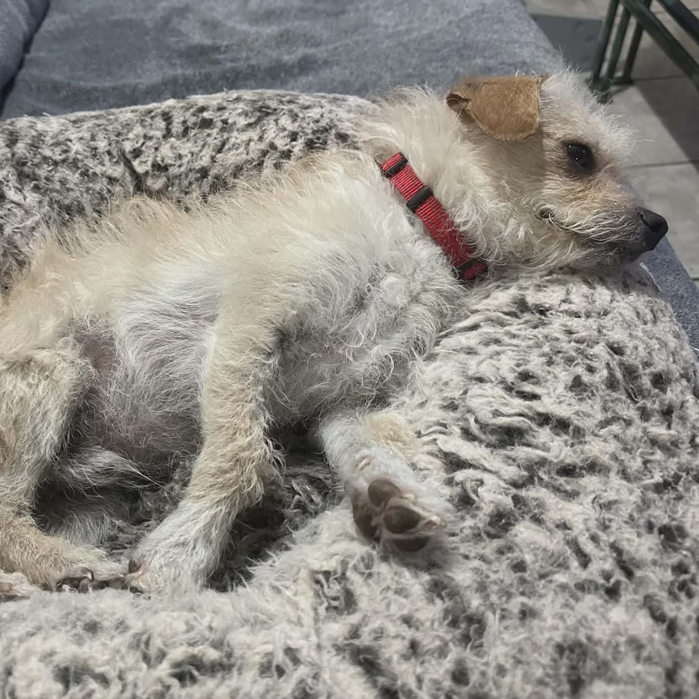 Enlarge ALFIE aka HAMMY, a ADOPTABLE Glen of Imaal Terrier in Marana, AZ image 4/4
