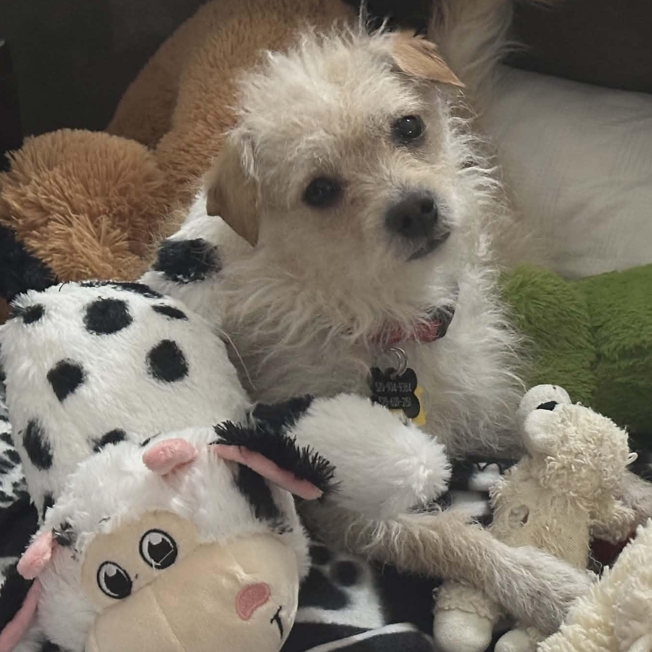 Enlarge ALFIE aka HAMMY, a ADOPTABLE Glen of Imaal Terrier in Marana, AZ image 1/4