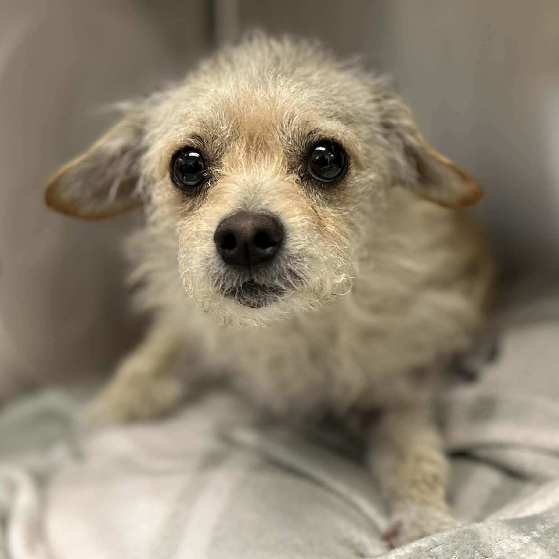 Enlarge ALFIE aka HAMMY, a ADOPTABLE Glen of Imaal Terrier in Marana, AZ image 3/4