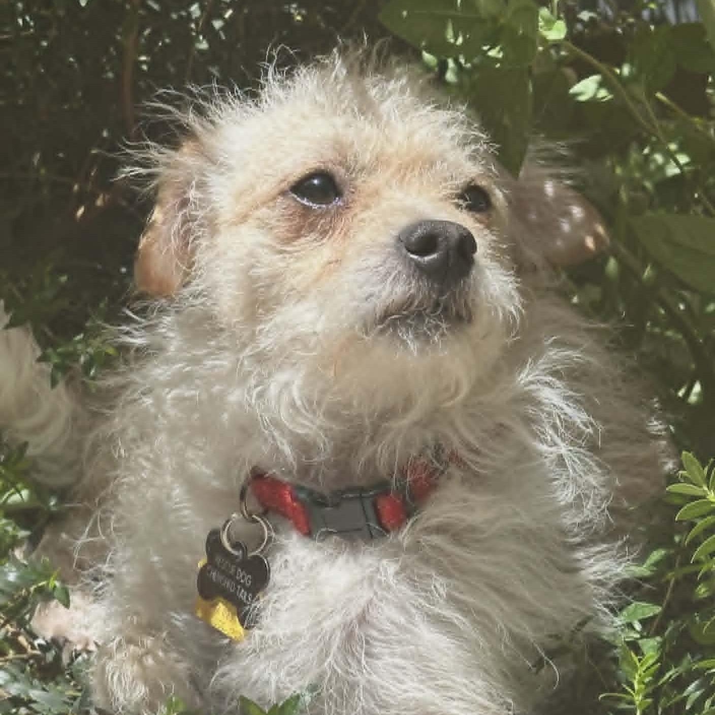 Enlarge ALFIE aka HAMMY, a ADOPTABLE Glen of Imaal Terrier in Marana, AZ image 2/4